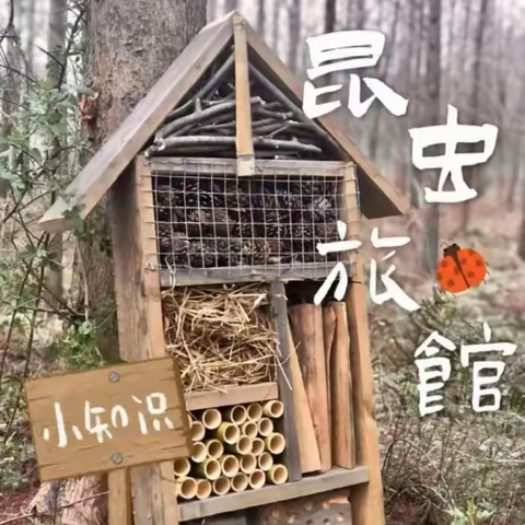 什么是昆虫旅馆？