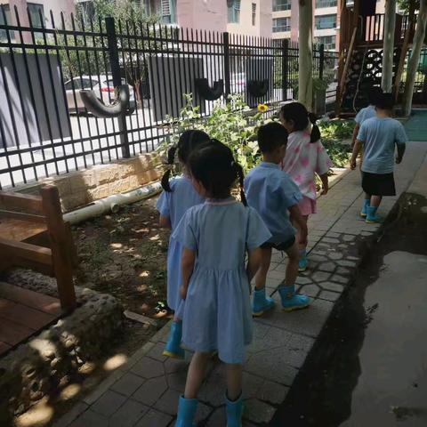 你好，夏天！||丽都幼儿园果二班夏季主题活动