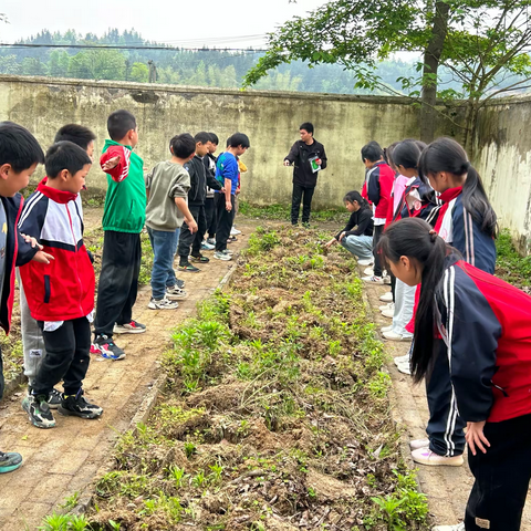 “绿意盎然，劳动基地种菜记”