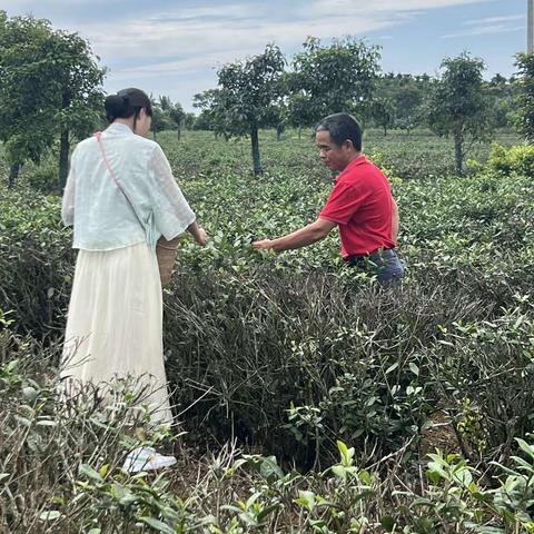 海南省技师学院大茶园茶艺班校外实践活动，旅游系党支部开展“党建+”创建引领活动。