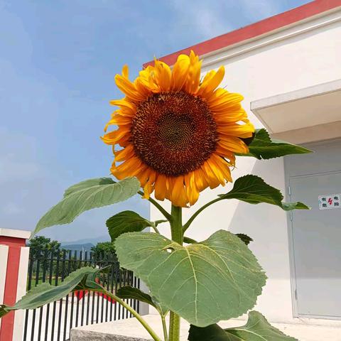 见证成长的美好——    三阳镇小学六3班🌻 校园种菜活动