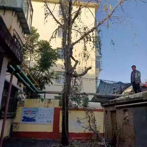 守敬社区观星园服务站修剪小区树木  为民排忧解难