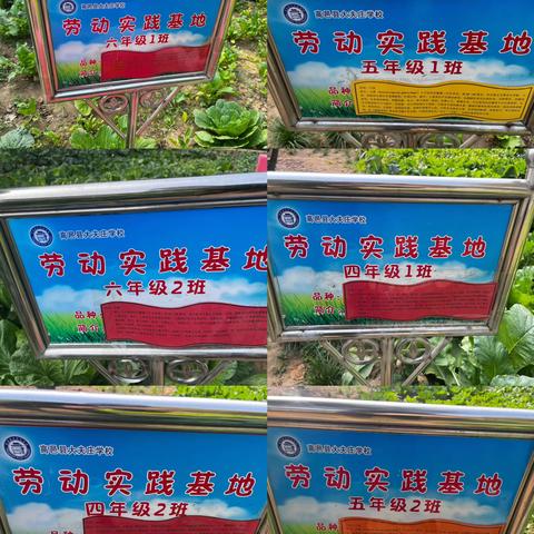 相约金秋，劳动最美——大夫庄学校劳动实践活动