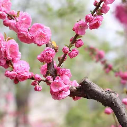 🌸书香雅筑2月简报🌸