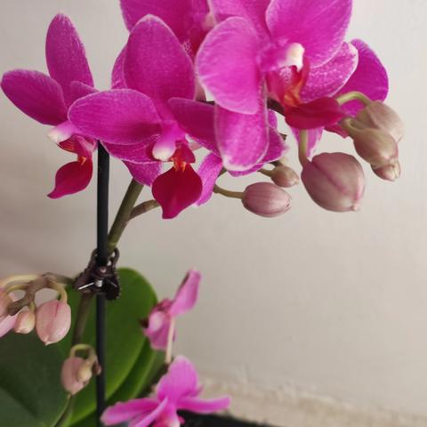 我家的花开了