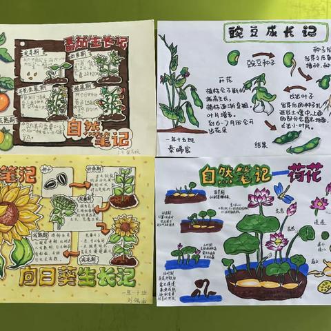 童心绘自然，笔记展风采   葫芦岛市第二实验小学第十一届科技节自然笔记作品展示