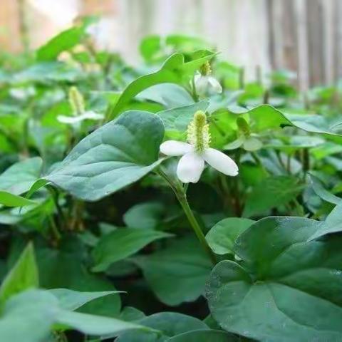 人人讨厌的鱼腥草 居然有这么多好处
