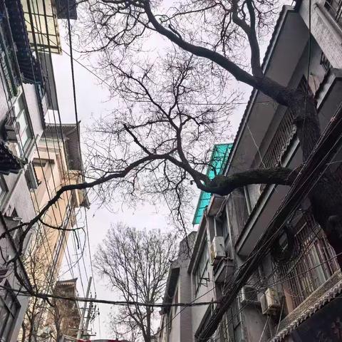 剪除“烦恼枝” 架起“连心桥” ——学习巷社区党总支“大走访 大排查”行动解决群众“头顶之忧”