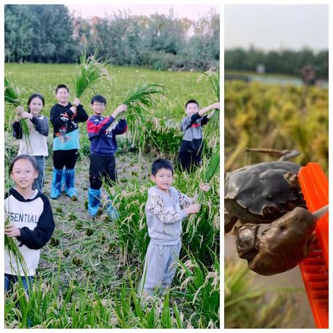 稻花香里庆丰年，南山脚下大米香，割水稻，挖红薯，抓鱼摸蟹抱兔子！