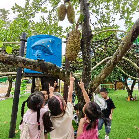 菠萝蜜奇遇记——中一班