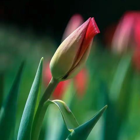 守护花开，护航青春——百花完小女生生理知识大课堂暨防性侵主题教育活动