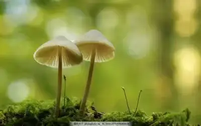 佳七中食用菌安全知识宣传