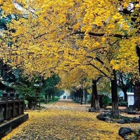 遇见，秋意 ——南阳市姜营小学教育集团二十一全校区二年级项目化活动