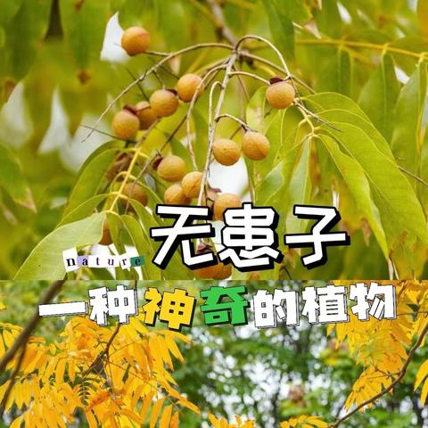 中一班·【“阅自然”活动】 ‍无患子的变身记