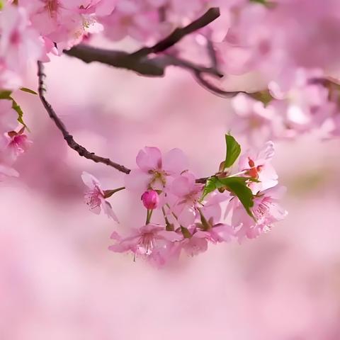 海伦国际物业服务中心 2025年3月服务工作月报