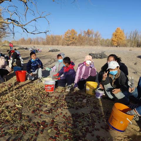 共筑中国梦，劳动实践行——37团中学五年级捡枣实践活动