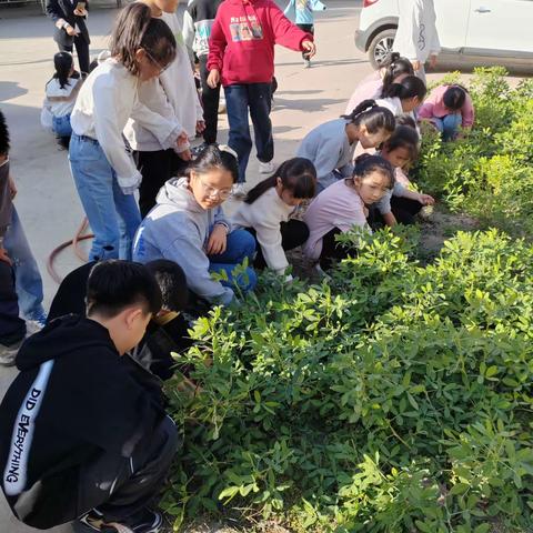 与自然对话，向往美好的生活——（陈村教学点）与秋天的美丽邂逅