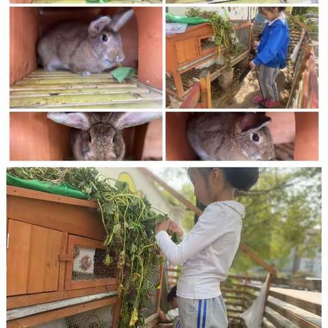 兔子🐰养殖记