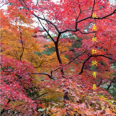 扶桑枫红映青春（之一）