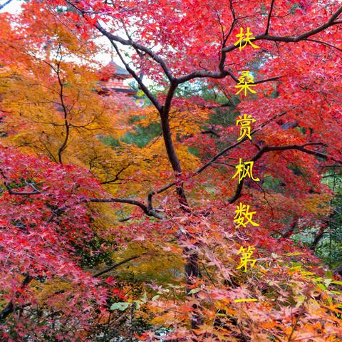 扶桑赏枫数第一