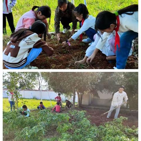 【党建引领】高滩小学“劳动与生活”导学项目纪实——莫问收获，但问耕耘