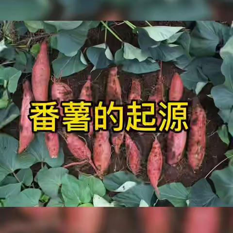 抑癌率为98.7 %的植物是什么？！