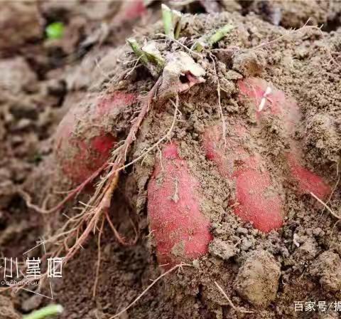 番薯的简介 番薯是一年生草本植物，地下部分具圆形、椭圆形或纺锤形的块根，茎平卧或上升，偶有缠绕，多分枝，叶片形状、颜色常因品种不同而异，通常为宽卵形，叶柄长短不一，聚伞花序腋生，蒴果卵形或扁圆形。