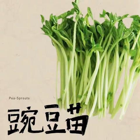 🌱豌豆苗成长记