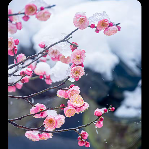 春来读书时，“悦”读迎新春 ——单县罗庄初级中学“寒假读书活动”倡议书