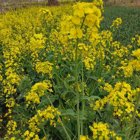 新课标  新思维 新素养  新学生