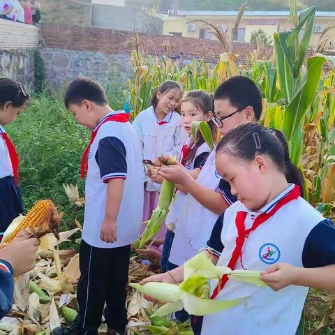 躬耕实践 以劳育德——岳庄完小师生劳动掠影（一）