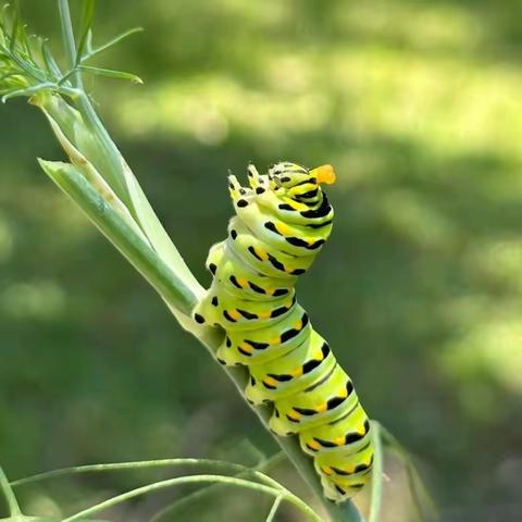 中一班教学活动 《你好！毛毛虫🐛》