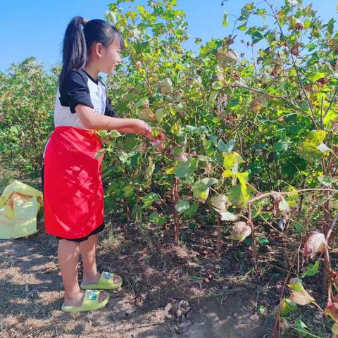 冯庄小学“庆丰收”主题劳动