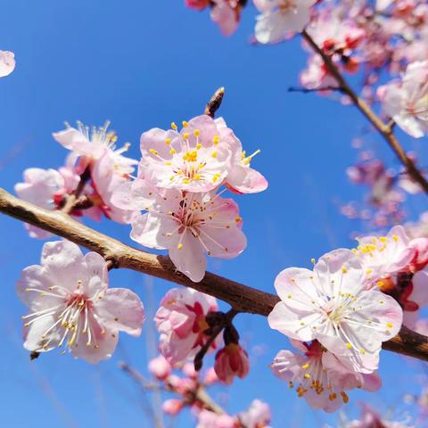 🍃春风有信 🌸花开有期 溪水幼儿园杏花谷实践研学活动✌️