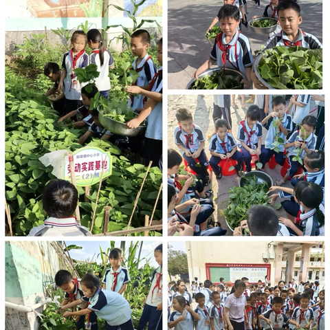 田园织梦，劳动筑成长 ‍——探秘宁明县那堪镇中心小学劳动实践基地