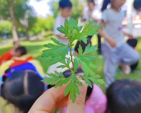 “创意树叶绘，缤纷大自然”———顶呱呱幼儿园中班组“🌿自然课程🍃”