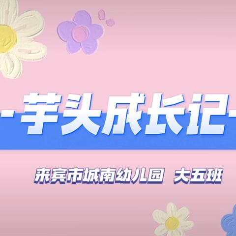 大五班9月班本课程《芋头生长记》