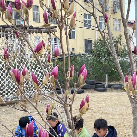 知时节，晓春分—大班段“春分”节气活动