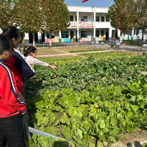 北岭镇刘集小学劳动基地研学活动风采展示