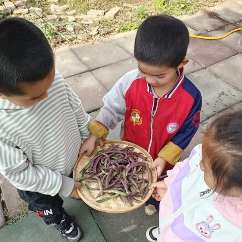 共同节约粮食 遇见美好“食”光 北马幼儿园“世界粮食日”主题教育活动