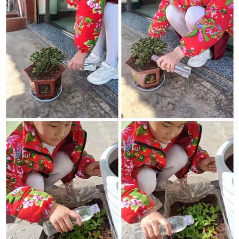 “神奇植物”——民族小学寒假第二周二年级孩子种植劳动活动展示