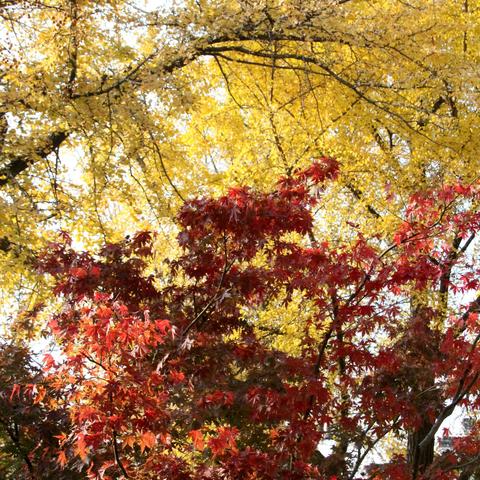 一年好景君须记，最是枫红杏黄时    ——12月5日道前街行摄