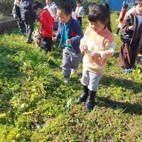 七彩阳光幼儿园中一班《秋天的叶子》