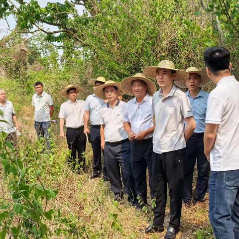 市委常委、宣传部部长、市级副林长华晓东赴海口石山火山群国家地质公园开展巡林工作