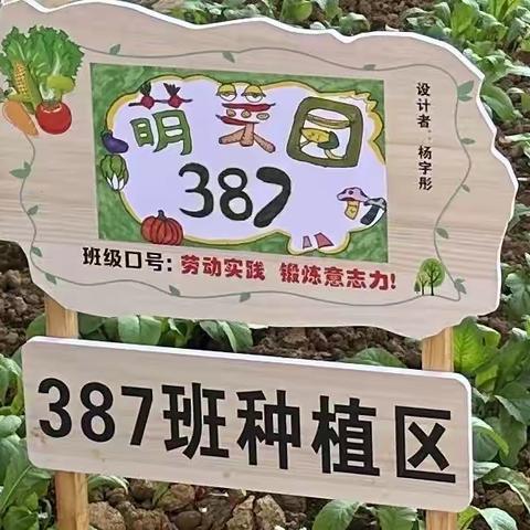 387班———劳动励心智，实践促成长