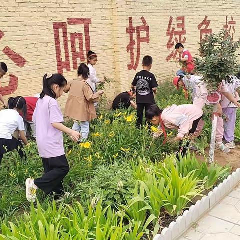 清除杂草，美化校园。—大堡自町小学劳动实践活动