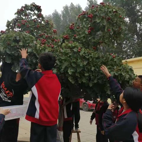 李家庄小学劳动美丰收乐——劳动实践