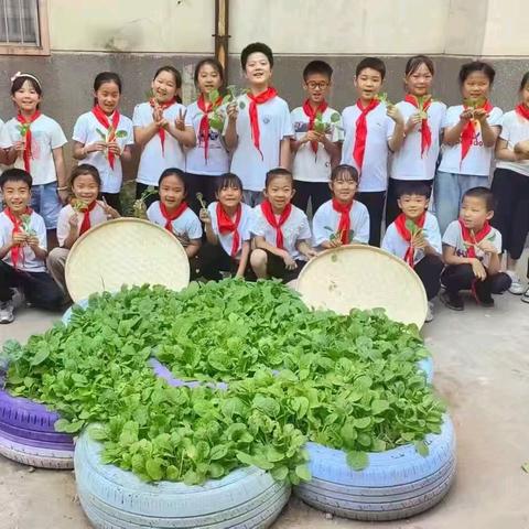 植此青绿，乐在其“种”——洛阳市金谷园小学二年级项目化学习活动纪实