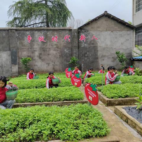 传统手艺助梦启航，劳动教育四溢芳香