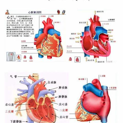 吴俊浩实验之-解剖心脏